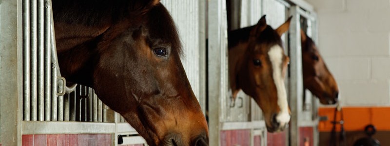 Equestrian Finance